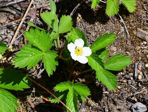 Fragaria_vesca_habit.jpg