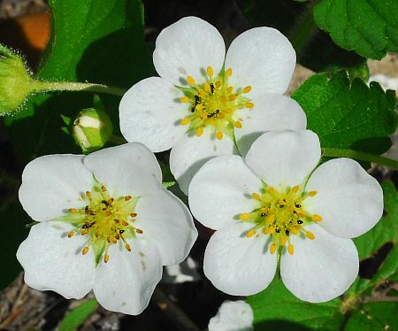 Fragaria_virginiana_corollas.jpg