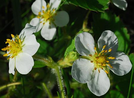 Fragaria_virginiana_flowers.jpg