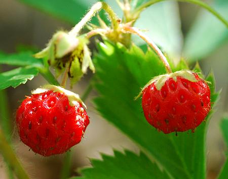 Fragaria_virginiana_fruits.jpg