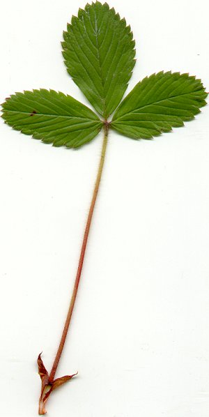 Fragaria_virginiana_leaf.jpg