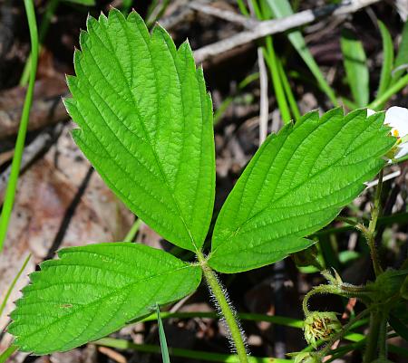 Fragaria_virginiana_leaf1.jpg