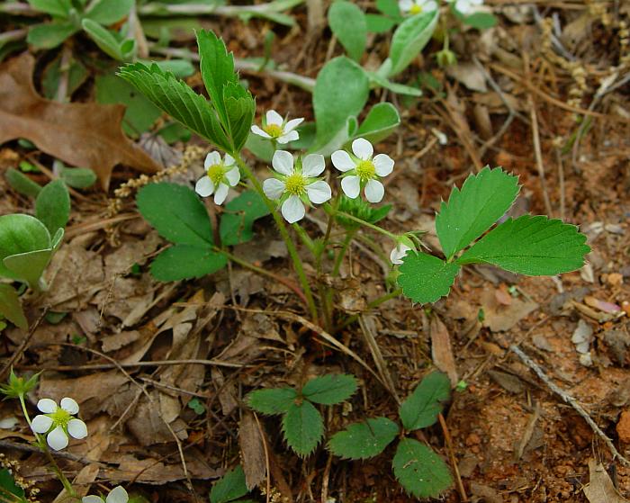 Fragaria_virginiana_plant.jpg