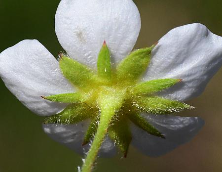 Fragaria_virginiana_sepals.jpg