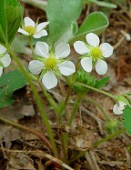 Fragaria virginiana thumbnail