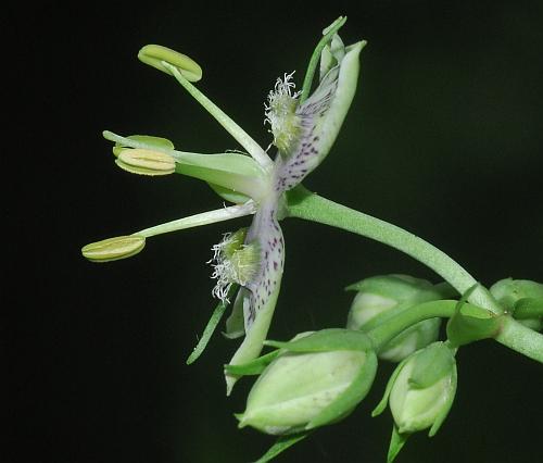 Frasera_caroliniensis_flower.jpg