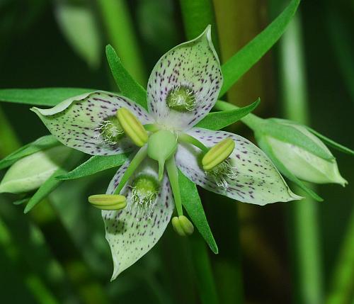 Frasera_caroliniensis_flower2.jpg