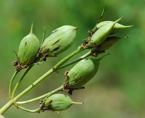 Frasera_caroliniensis_fruits.jpg