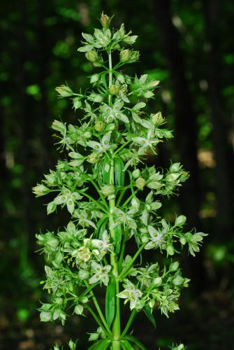 Frasera_caroliniensis_inflorescence.jpg