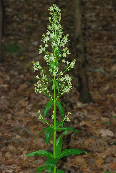 Frasera_caroliniensis_plant.jpg