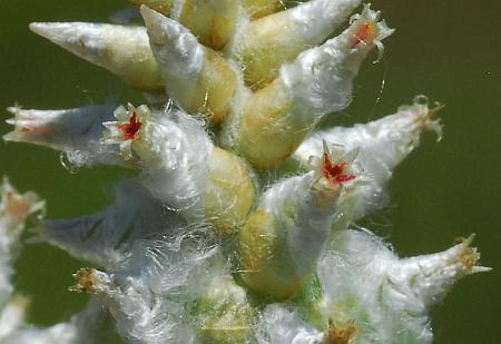 Froelichia_floridana_flowers.jpg