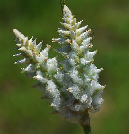 Froelichia_floridana_inflorescence.jpg