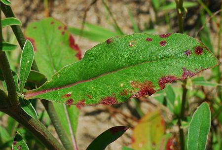 Froelichia_floridana_leaf1.jpg