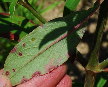 Froelichia_floridana_leaf2.jpg