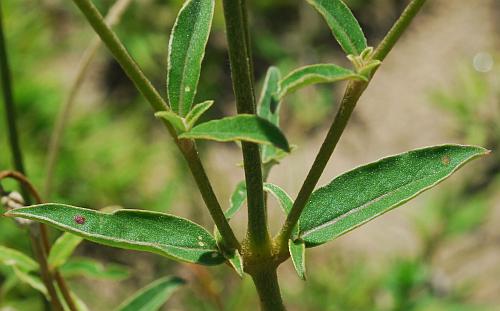 Froelichia_floridana_leaves.jpg