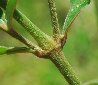 Froelichia_floridana_stem.jpg