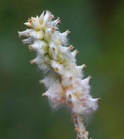 Froelichia_gracilis_flowers.jpg