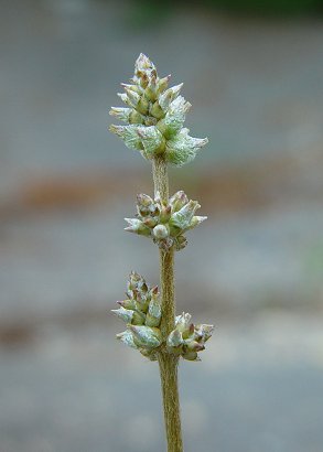 Froelichia_gracilis_inflorescence.jpg