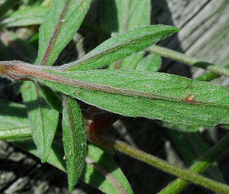 Froelichia_gracilis_leaf2.jpg