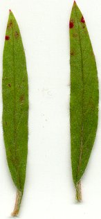 Froelichia_gracilis_leaves.jpg