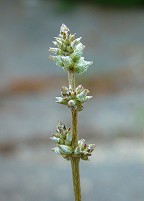 Froelichia gracilis thumbnail