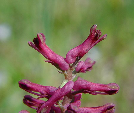 Fumaria_officinalis_flowers.jpg