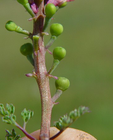 Fumaria_officinalis_fruits.jpg