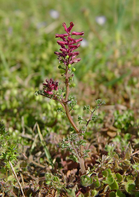 Fumaria_officinalis_plant.jpg