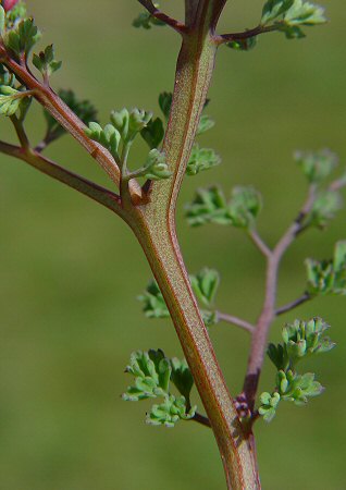 Fumaria_officinalis_stem.jpg