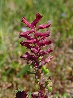 Fumaria officinalis thumbnail