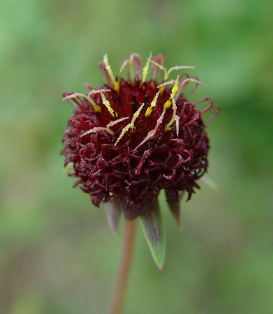 Gaillardia_aestivalis_flowers.jpg