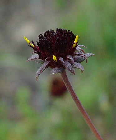 Gaillardia_aestivalis_flowers2.jpg