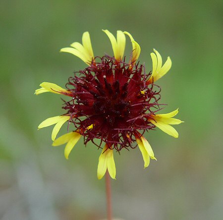 Gaillardia_aestivalis_flowers3.jpg