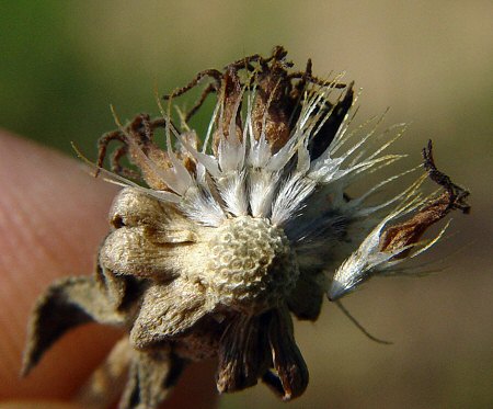 Gaillardia_aestivalis_fruits.jpg