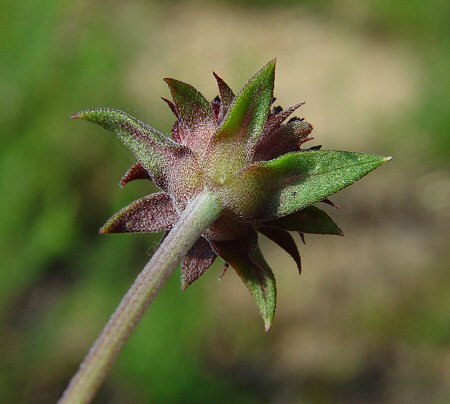 Gaillardia_aestivalis_involucre.jpg