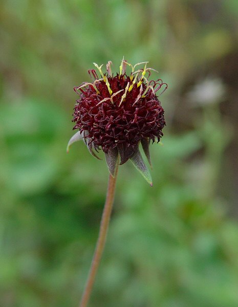 Gaillardia_aestivalis_plant.jpg