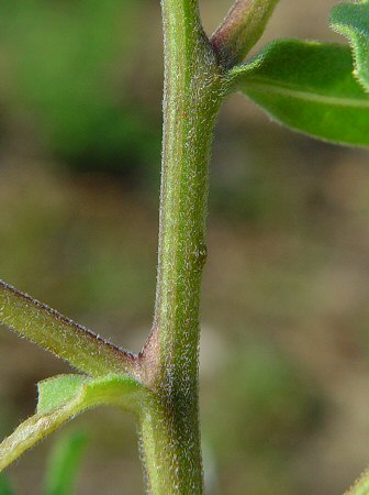 Gaillardia_aestivalis_stem.jpg