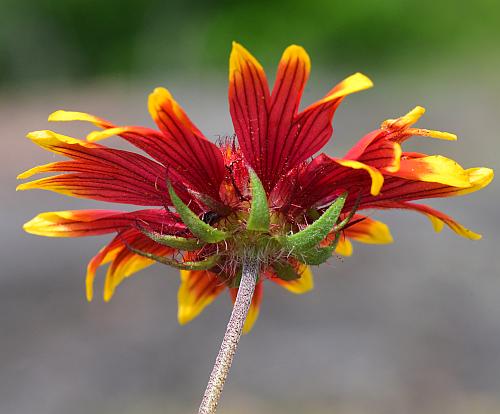 Gaillardia_pulchella_head2.jpg