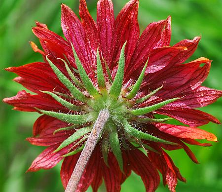 Gaillardia_pulchella_involucre.jpg