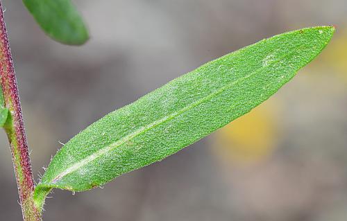 Gaillardia_pulchella_leaf1.jpg