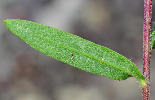 Gaillardia_pulchella_leaf2.jpg