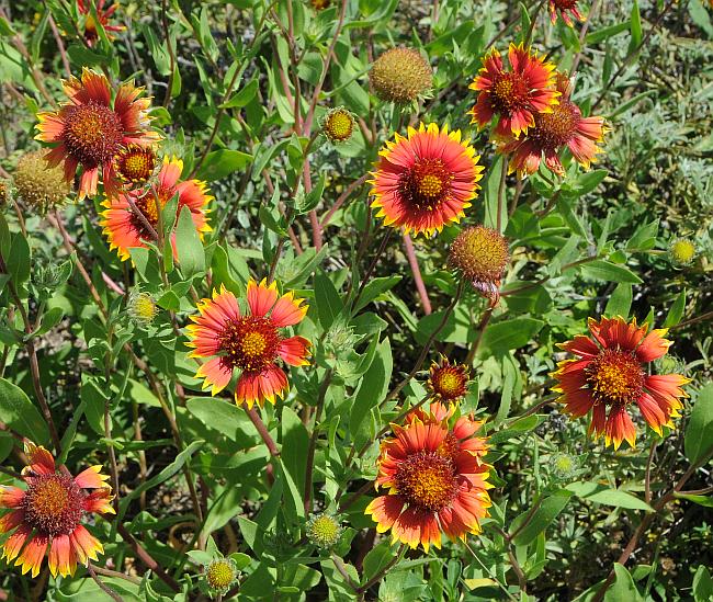 Gaillardia_pulchella_plant.jpg