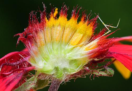 Gaillardia_pulchella_sectioned.jpg