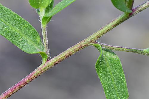 Gaillardia_pulchella_stem.jpg