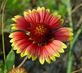 Gaillardia pulchella thumbnail