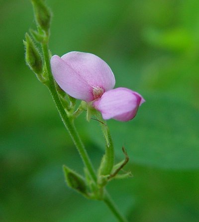 Galactia_regularis_flower.jpg