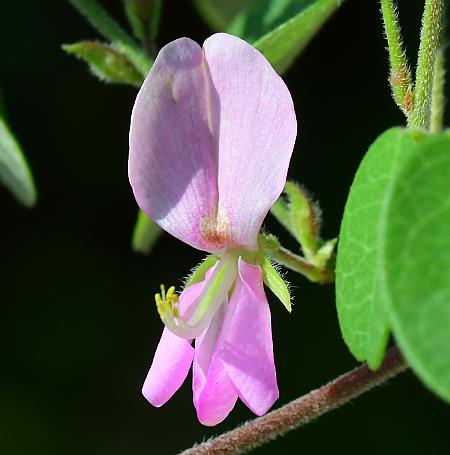 Galactia_regularis_flower1.jpg