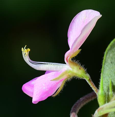 Galactia_regularis_flower2.jpg