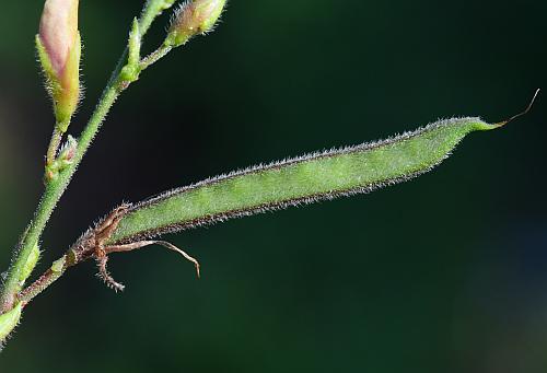 Galactia_regularis_fruit.jpg