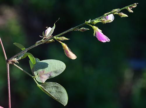 Galactia_regularis_inflorescence.jpg